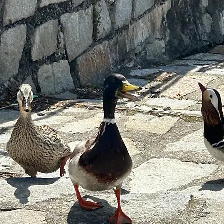 Vicino Al Lago, Con Ampio Giardino E Parcheggio *